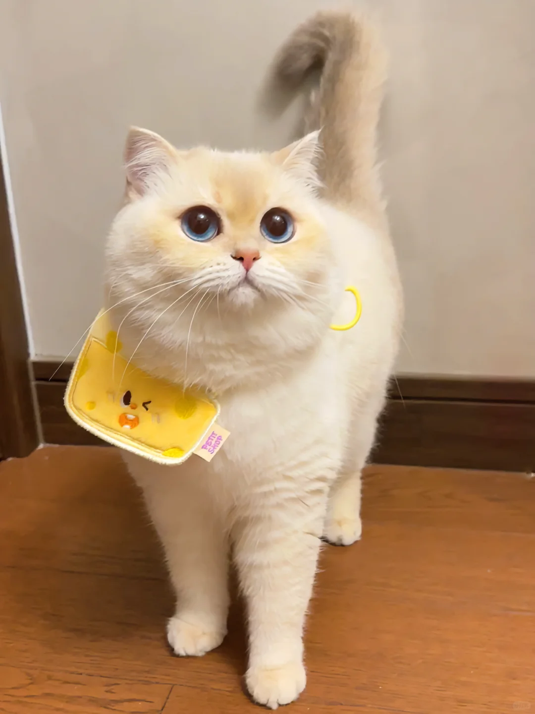 人 咪刚放了个屁 你没闻到吧?