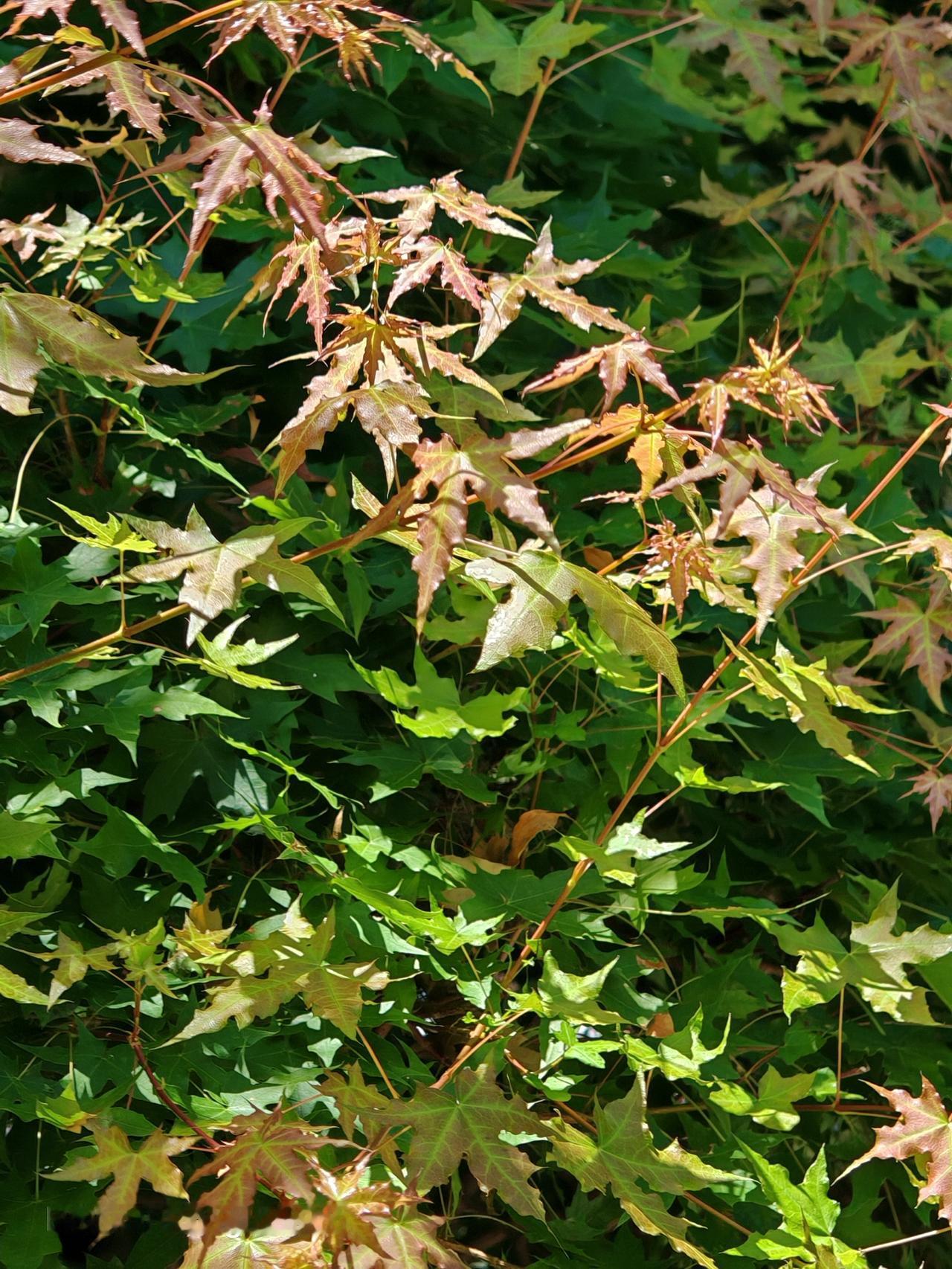 今天在广安门路边随手一拍枫叶，那红得像火一般的颜色瞬间惊艳到我。想起前些天去北京