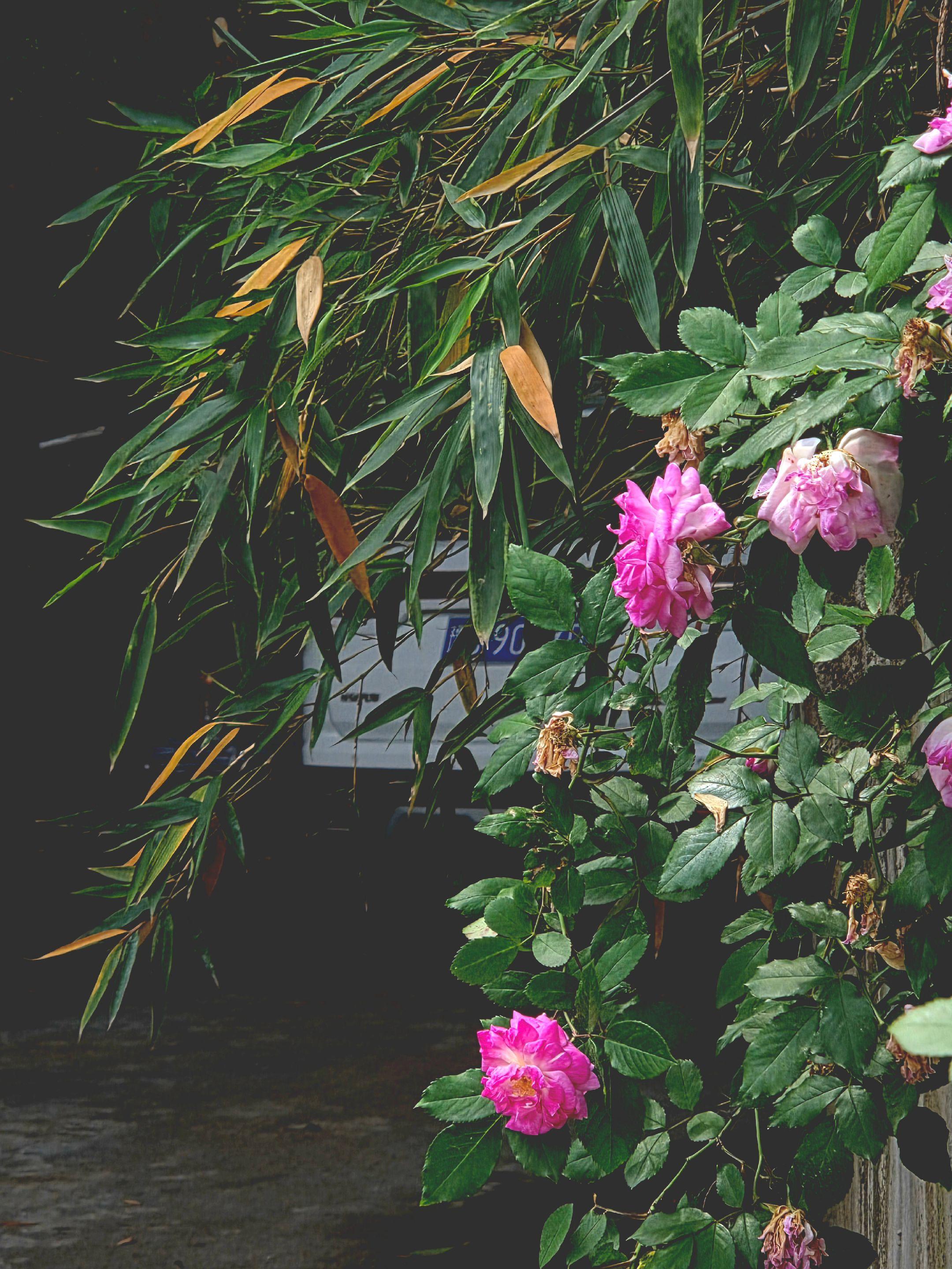 花下竹影