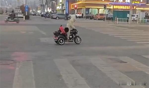 近日有网友在江苏淮安街头拍到了其他的一幕：一只宠物狗骑着电动三轮车，后座上竟然还