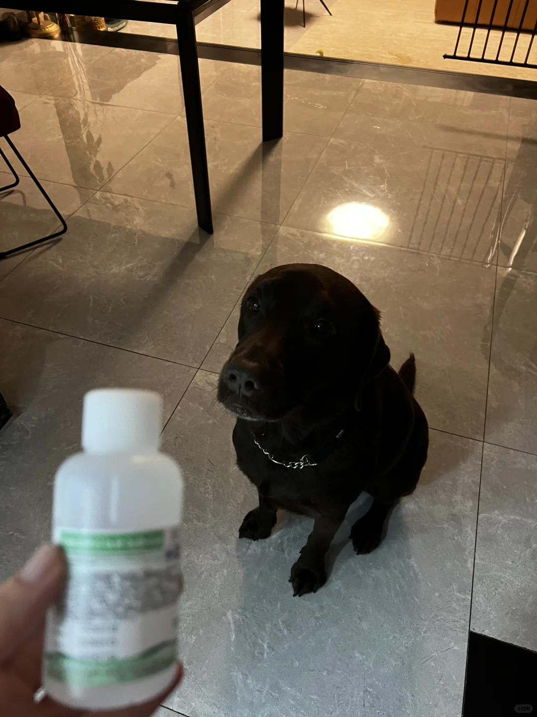 狗狗偷吃洋葱牛肉 双氧水催吐五分钟见效