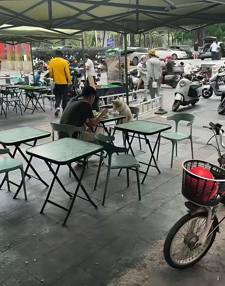 狗都能上餐桌了！最近，深圳一家餐馆内，一位顾客直接把自己的宠物狗带上了餐桌，而餐