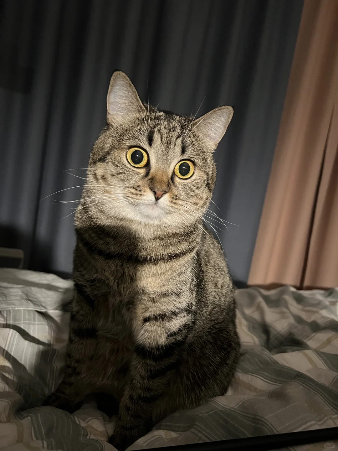 猫咪突然饭量变大