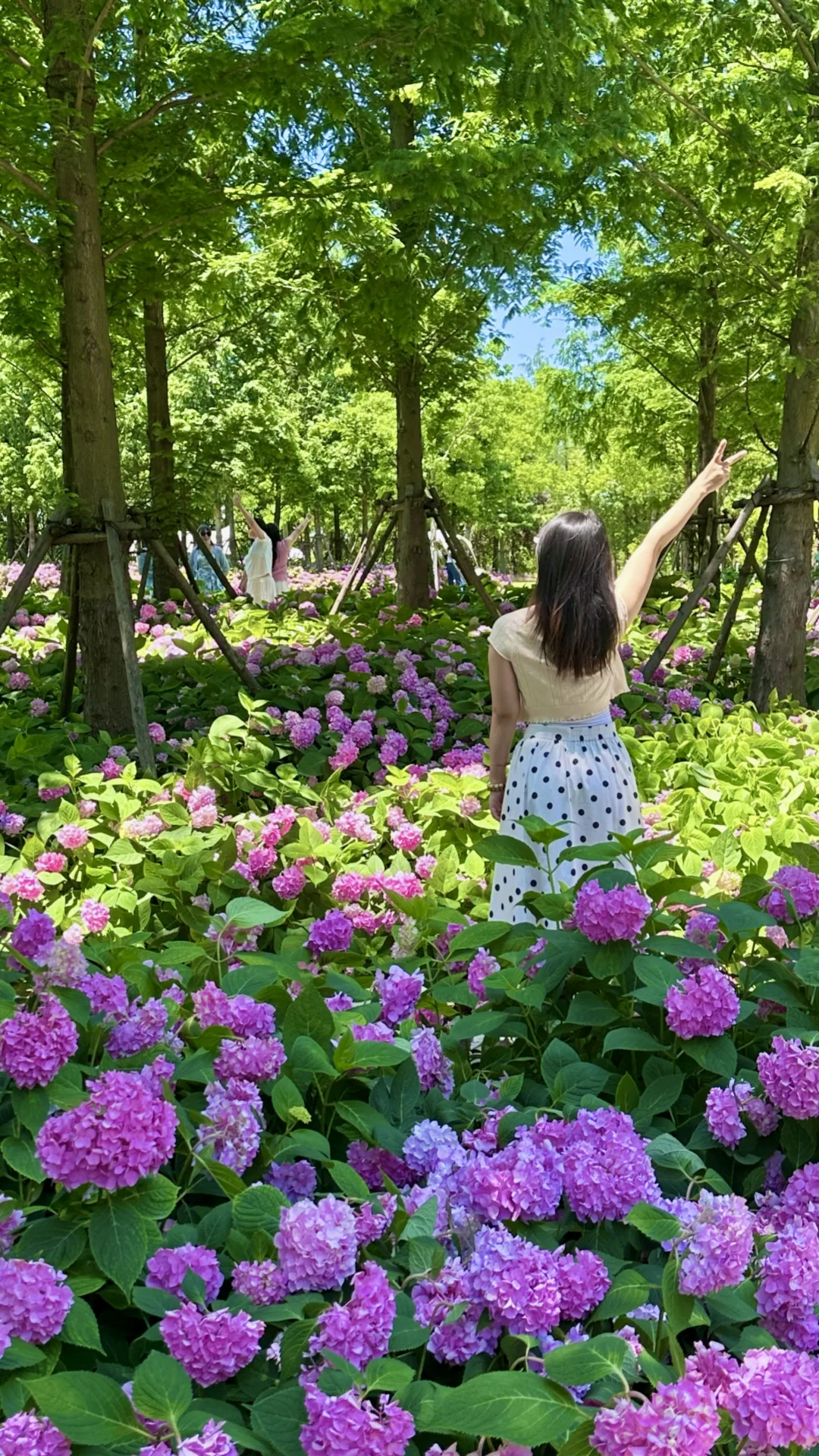 睡进绣球花海里💜上海初夏浪漫封神！
