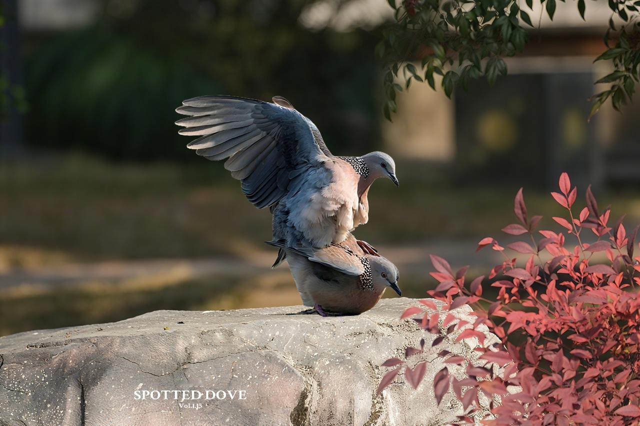 《2026宜昌鸟界，第一对“闯祸”的珠颈斑鸠》
        这个标题趣味拉满