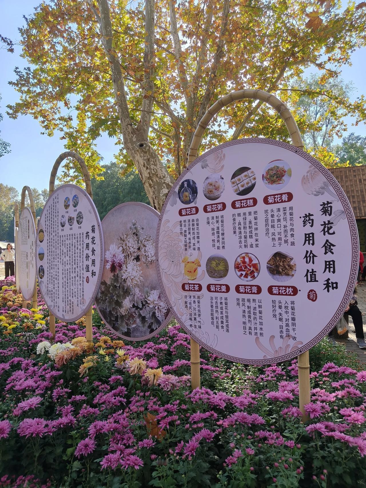 共青森林公园菊花展随手拍实景图分享！