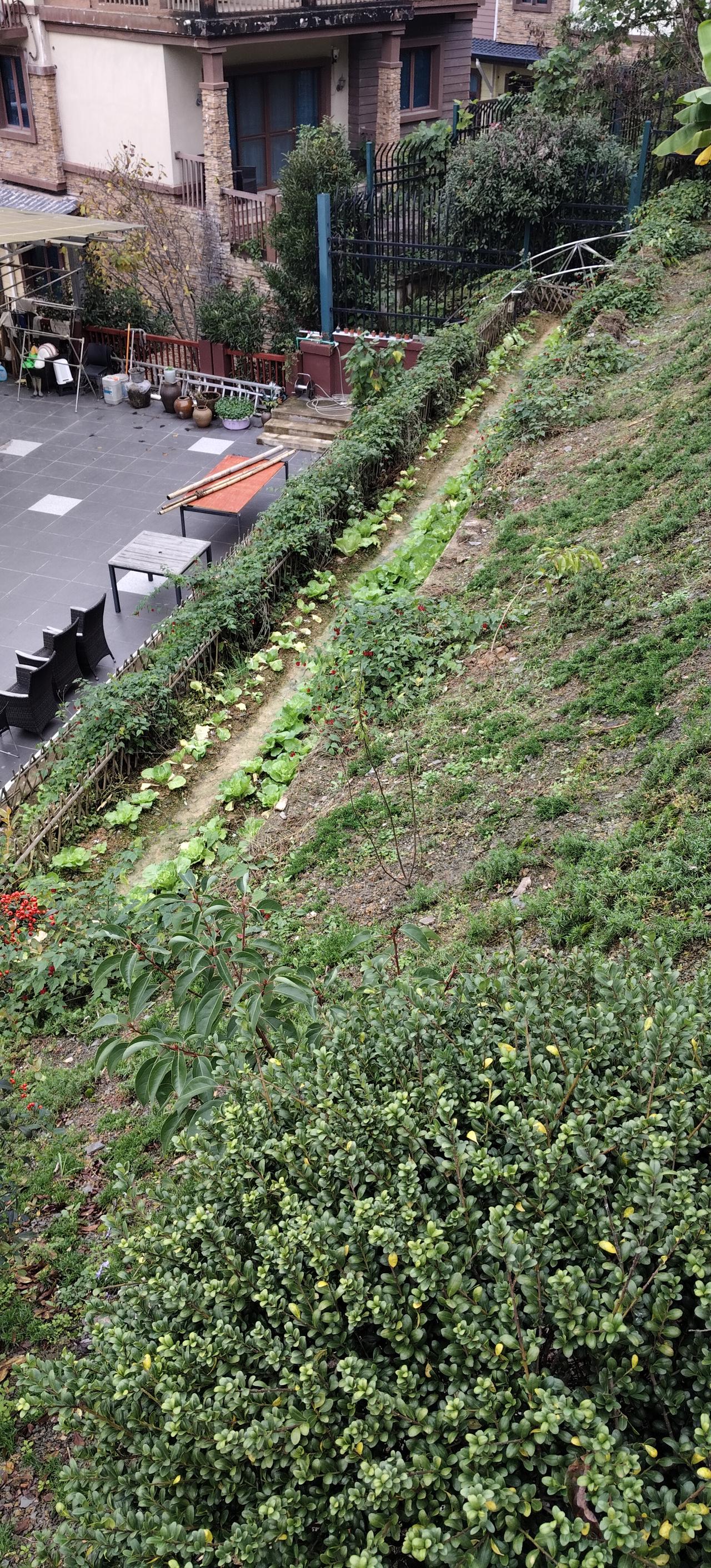 这段时间连续阴雨天，感觉心情有点不爽。在农村是要赶季节的，过了这个时间段有点忙不