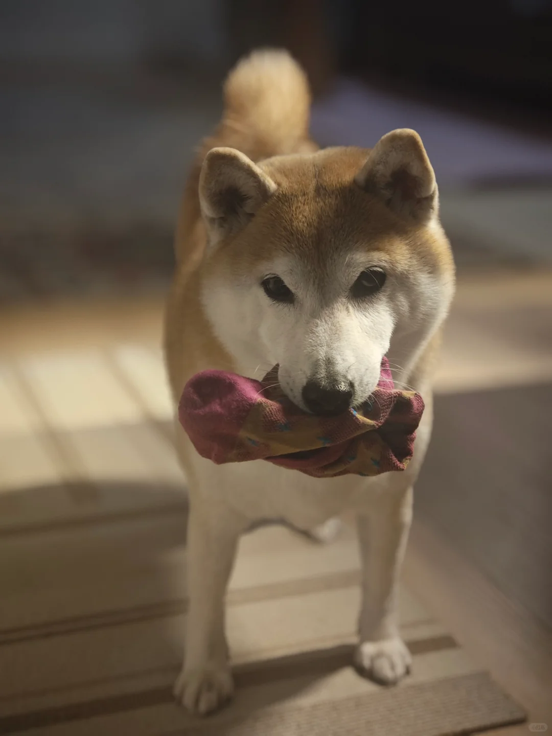 袜子很难凑一双了