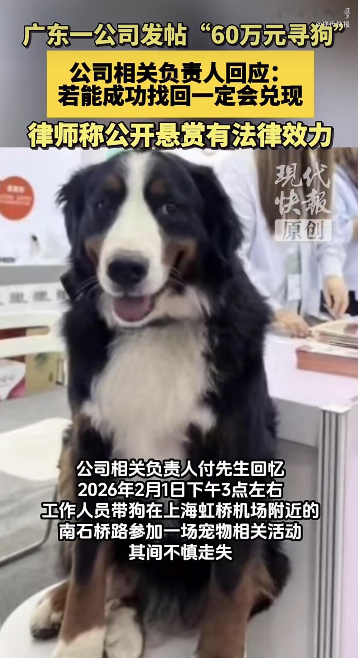 “狗比人金贵啊！”广东一公司为找走丢的狗开出60万天价悬赏！这消息一出网上直接炸
