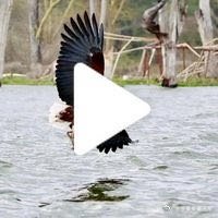 【戴占军】画中话【鸟乐园】乘舟巡游纳瓦沙湖  网页链接  （使用App创作）肯尼