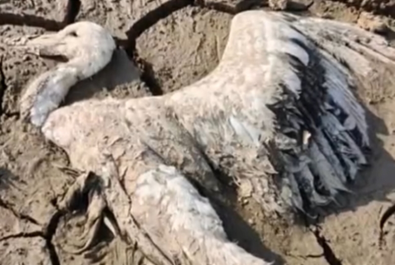 鄱阳湖湿地被举报有野生动物遭毒害！3人被采取刑事强制措施