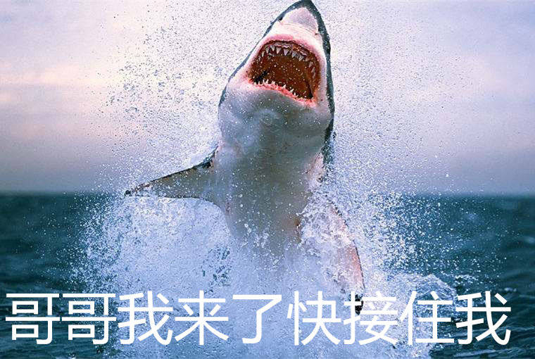 每天一条冷知识 目前，大白鲨的圈养纪录仅有152天，由美国蒙特瑞湾水族馆在200