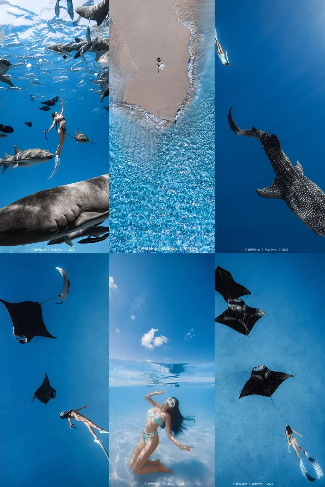 马尔代夫潜水🤿｜掉进印度洋的「水下水族馆」