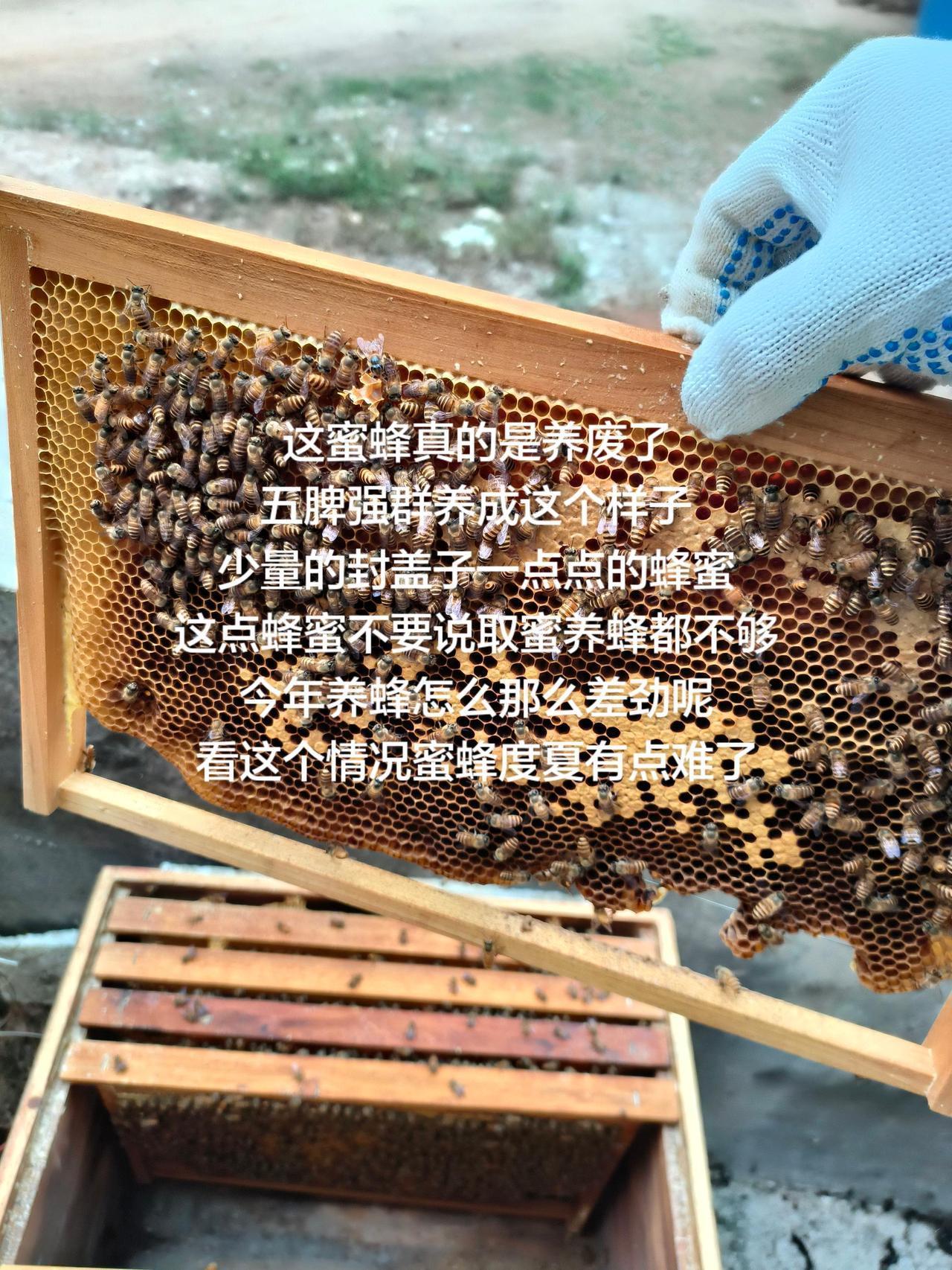 这蜜蜂真的是养废了
五脾强群养成这个样子
少量的封盖子一点点的蜂蜜
这点蜂蜜不要