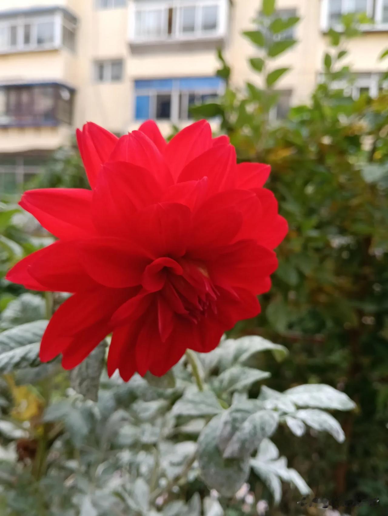 色彩艳丽的大丽花