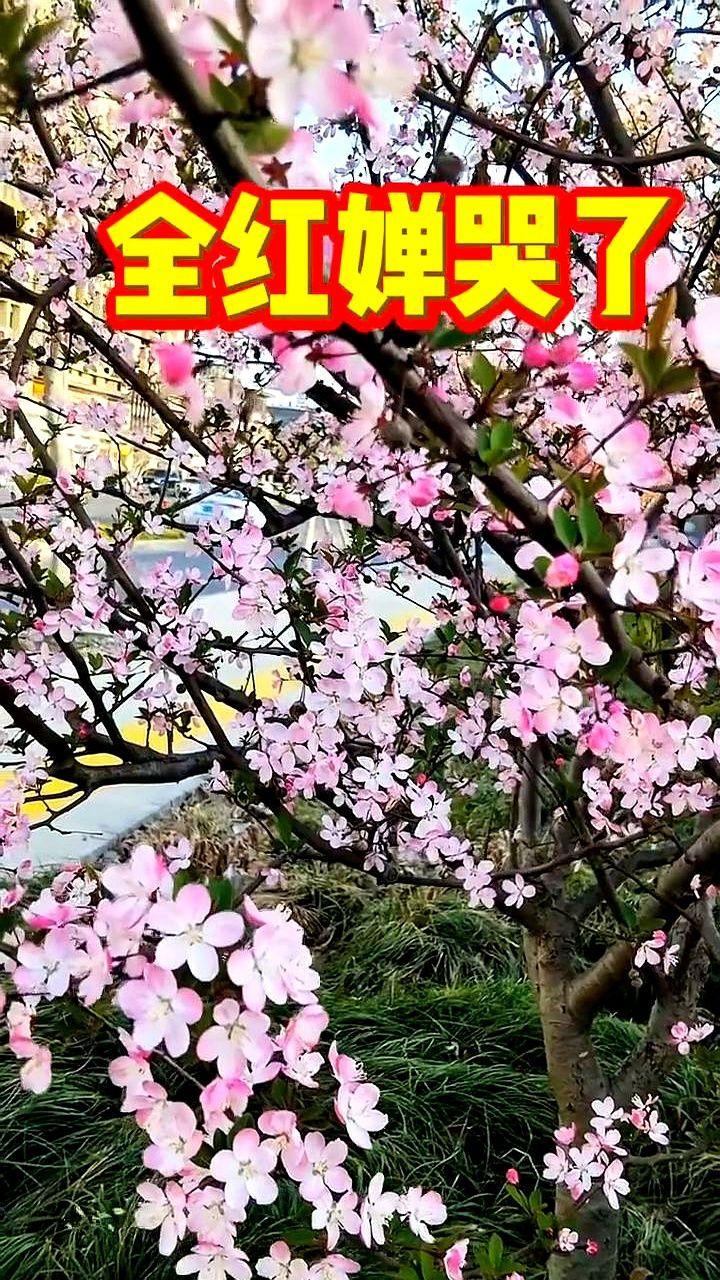 全红婵哭了，她说过去一年都在和体重死磕。

19岁的她，巴黎奥运会后身高长到1米