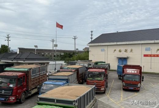 1518吨！天台小麦单日入库量刷新纪录，你家小麦收了吗？

天台县正值小麦集中收