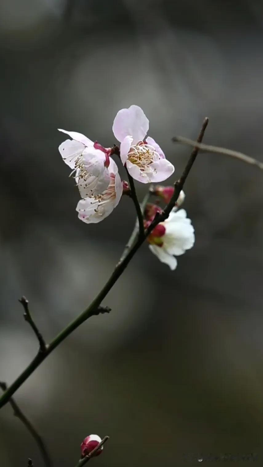 梨花绽放，春意盎然，感受大自然的美好！镜头下的春花 随手拍梨花