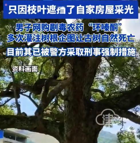 220年树龄的古樟树遮挡自家房屋采光，男子多次向古树根部灌注有毒除草剂“烂根王”