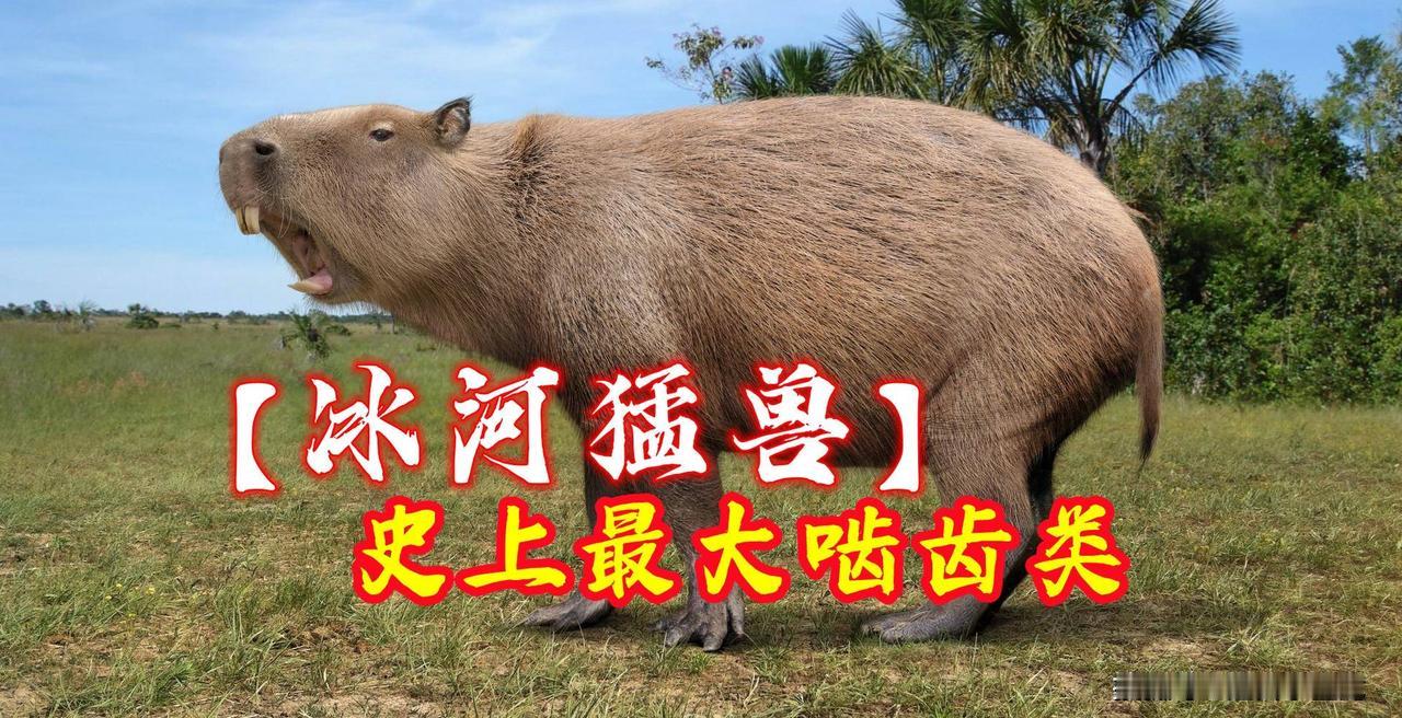 【冰河猛兽】体大如牛！史上最大啮齿动物，颠覆你的认知
  提到啮齿动物，大家的第