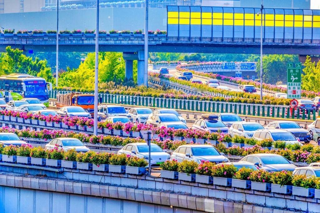 北京要把四环，全部用月季花围起来北京正在推进"月季花环"工程，提升四环路绿化景观