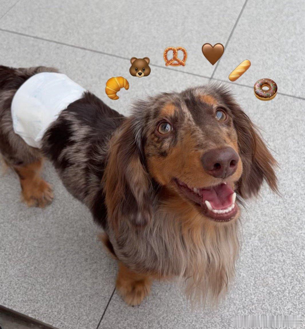 今天是国际腊肠犬日诶！让我们一起祝这个宝宝节日快乐今天爸爸妈妈带出去玩哈哈哈哈耶