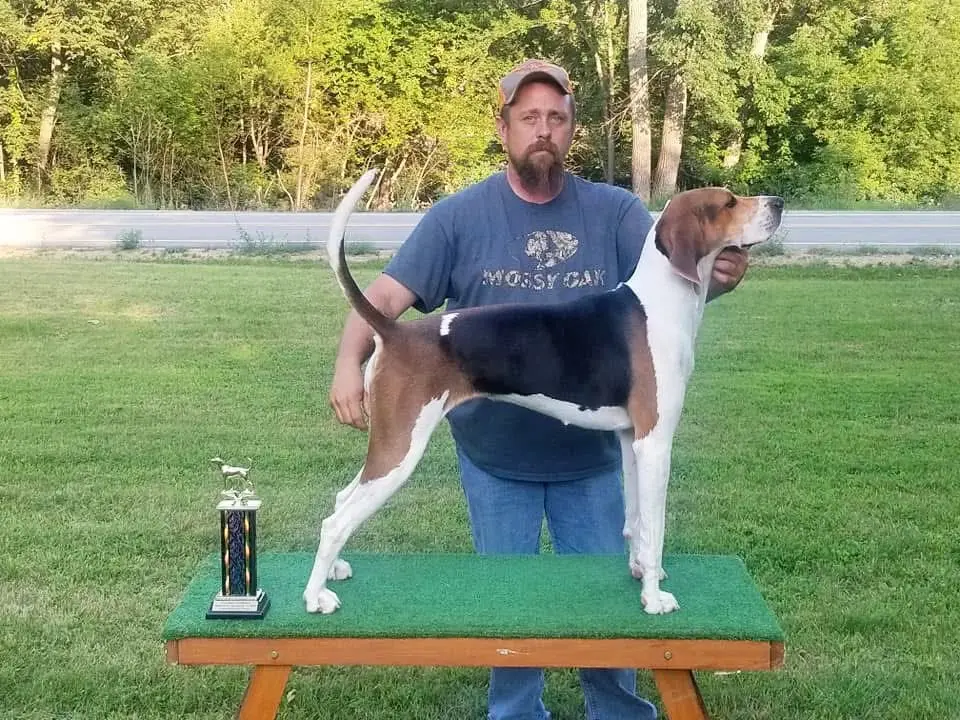 美国猎狐犬 美国猎犬 沃克猎犬