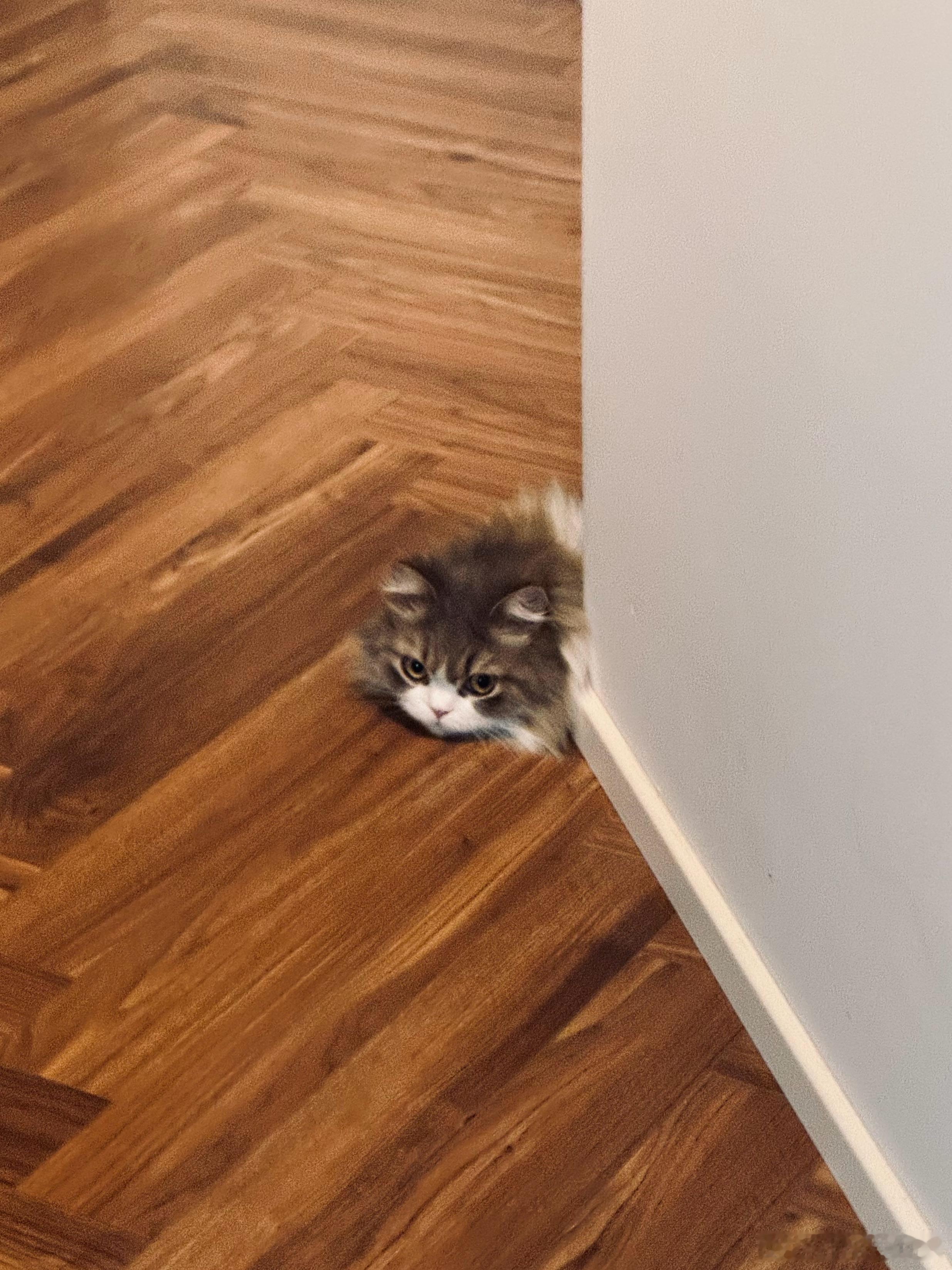 小猫🐈 