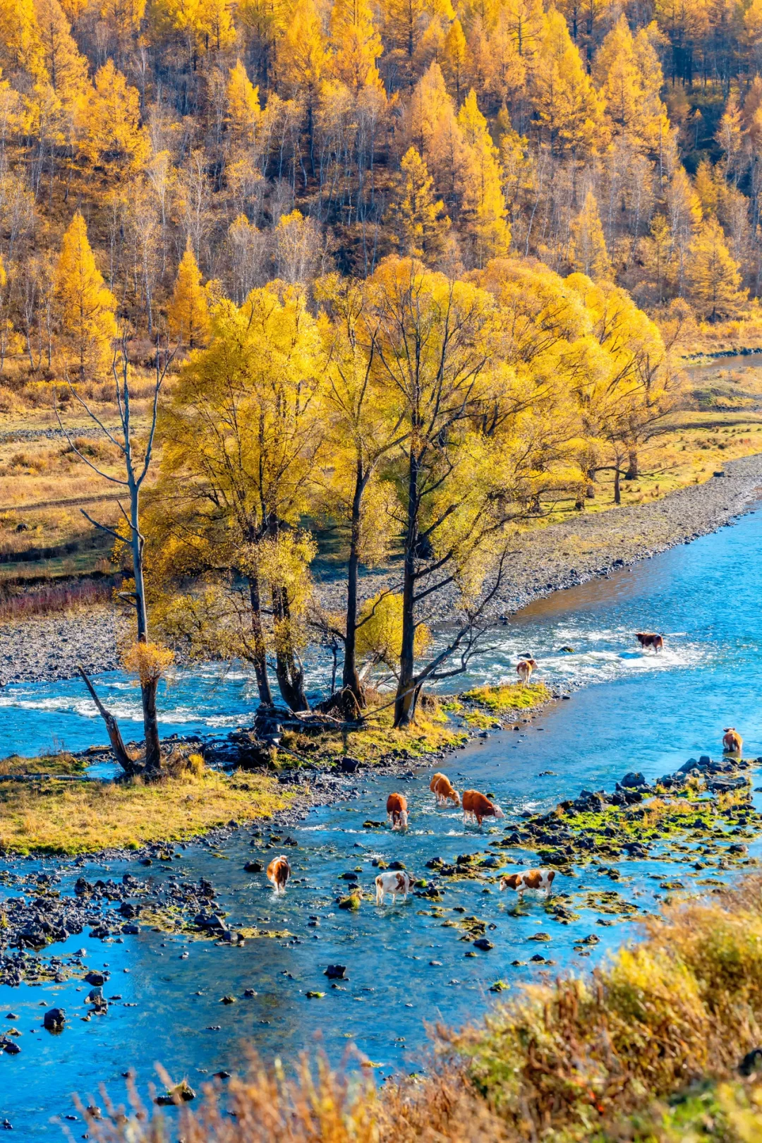 阿尔山，满足了我对大兴安岭秋天的所有幻想