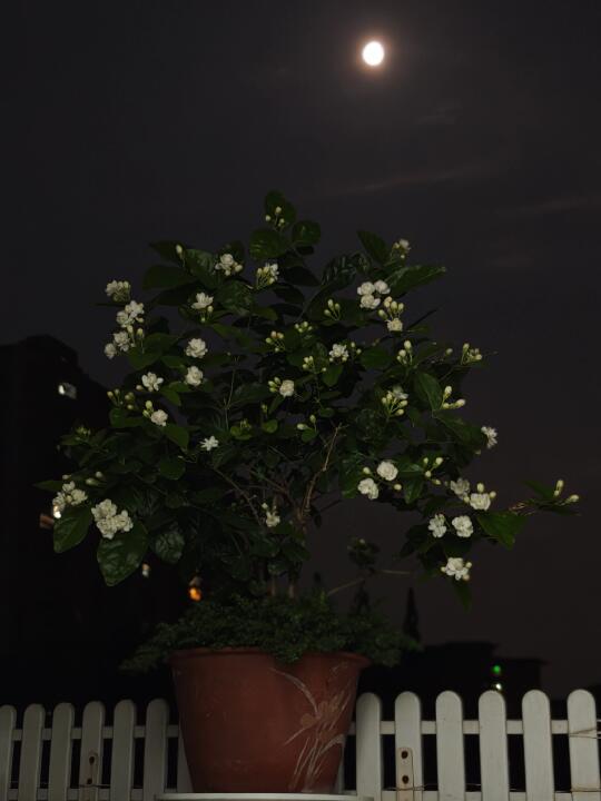 今晚的茉莉花和月亮真的绝了……