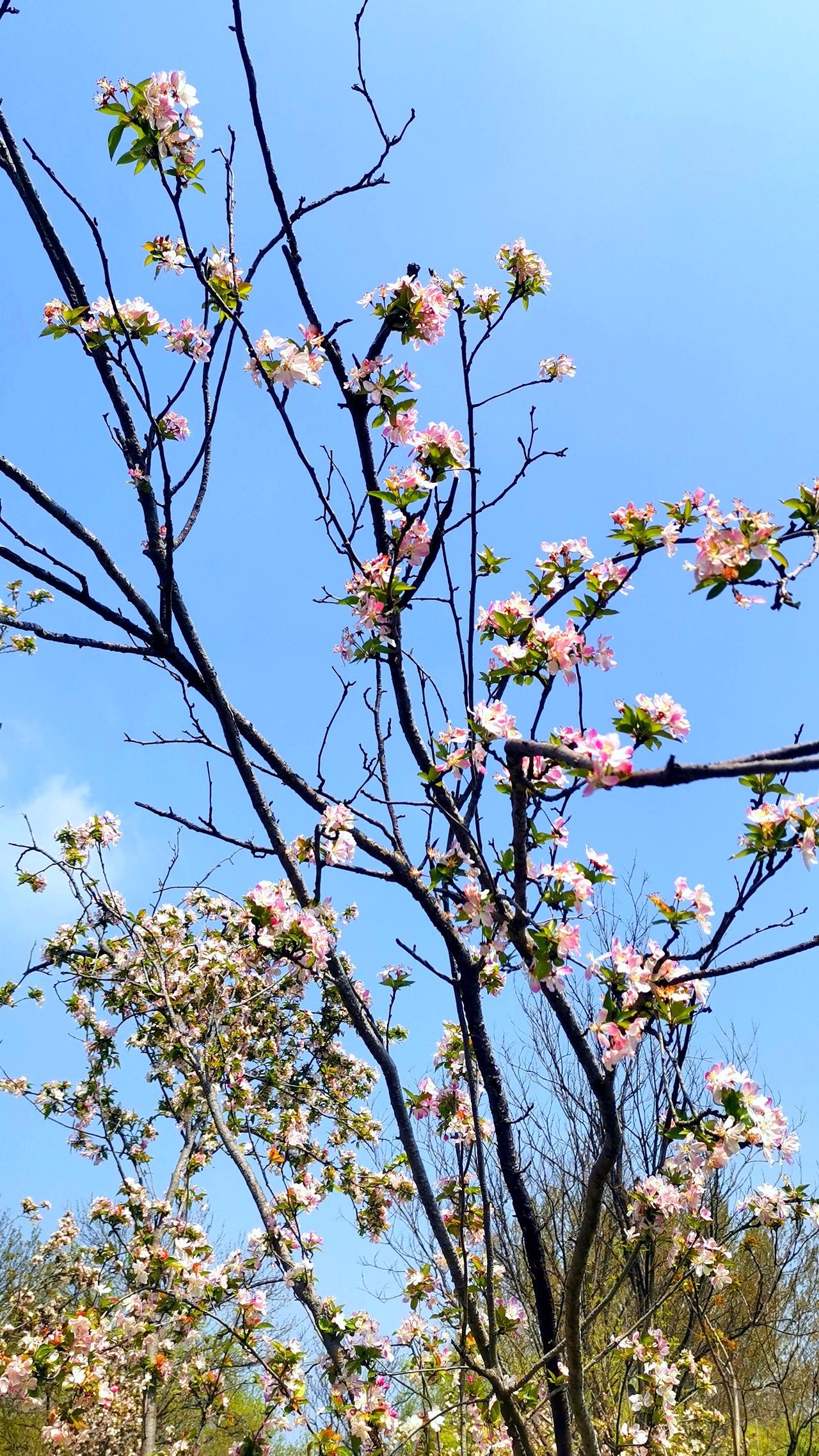 一梢映碧空，海棠醉春风！