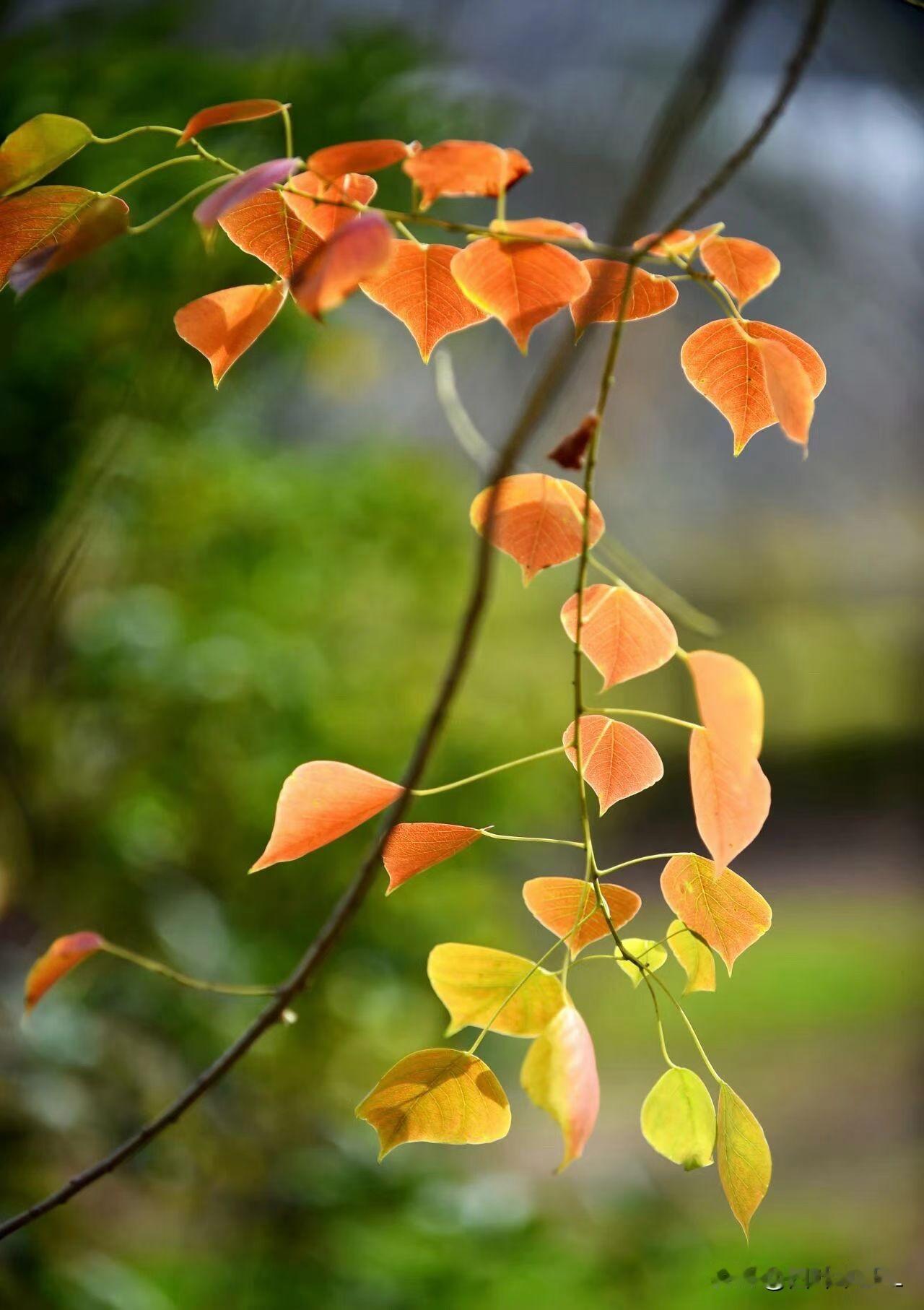 橙黄相间的树叶，在微风中轻轻摇曳，仿佛在诉说着季节的更替。