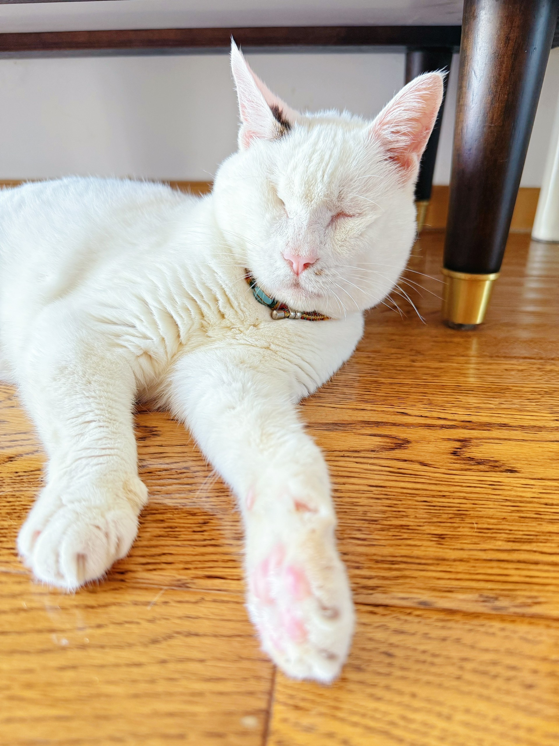 不知道为什么感觉猫老了会变灰，白猫甚至有点变黄了，你的猫会吗。猫