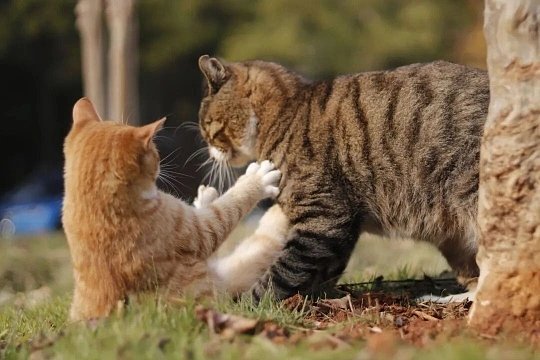 大猫挑衅小猫结果被一招压制看着大猫挑衅翻车的画面又好笑又有感悟：先主动挑起矛盾的