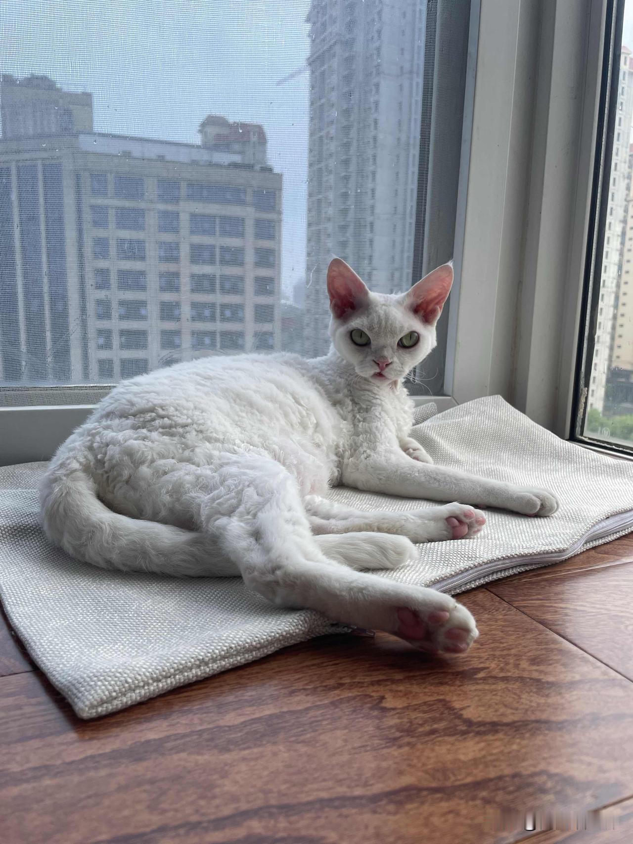 我家小猫咪的躺姿，是不是挺标准，还会看镜头哦。[偷笑]