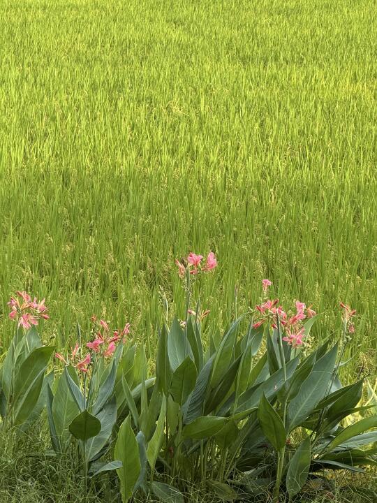 广州醉美稻田🌾 你来过吗？这里太放松了