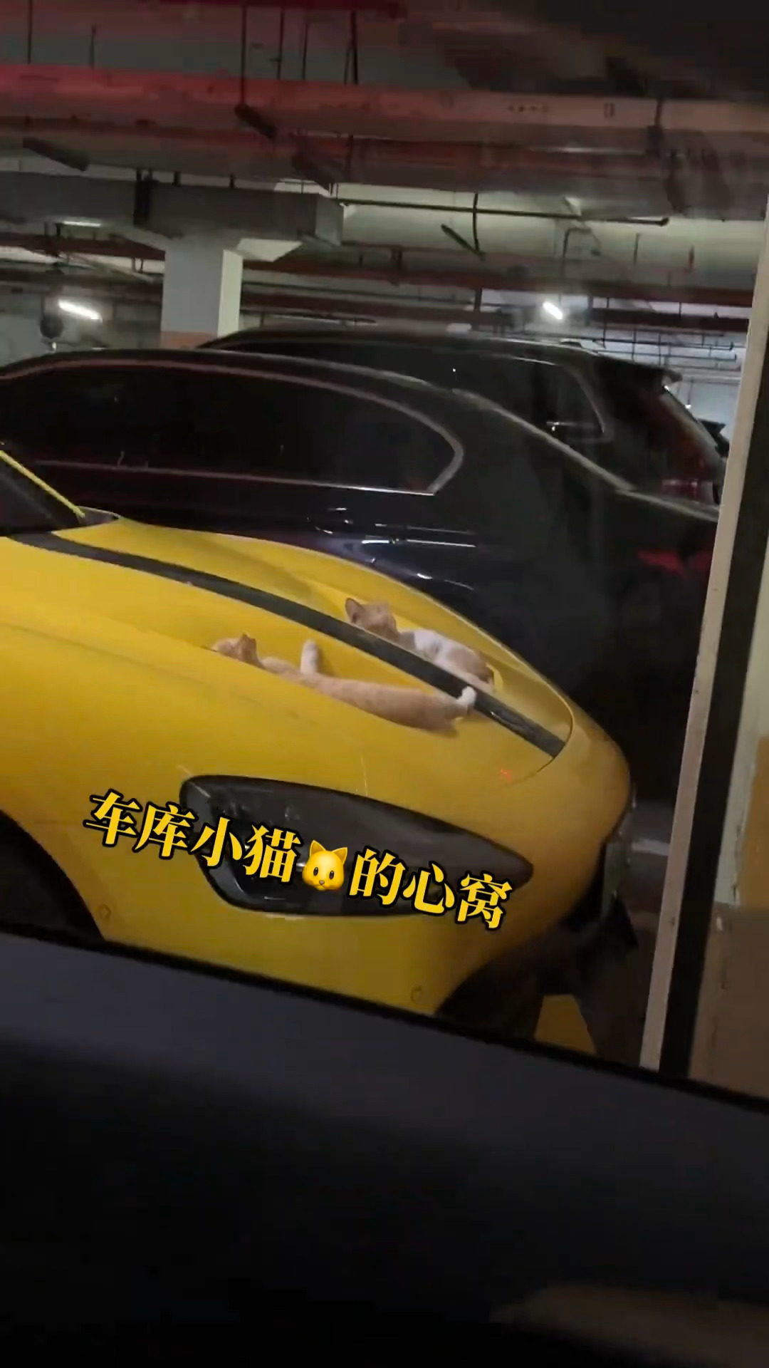 车库小猫的新窝。。。小米汽车 ​​​