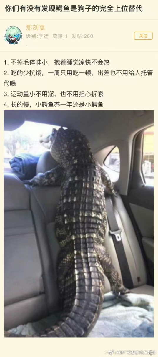 啊？目前养鳄鱼是可以的吗？（总感觉会在睡觉的时候被死亡翻滚啊）[允悲][允悲][