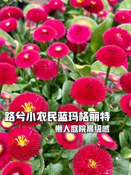 🌼路兮小农民蓝玛格丽特，法式浪漫必备🌿