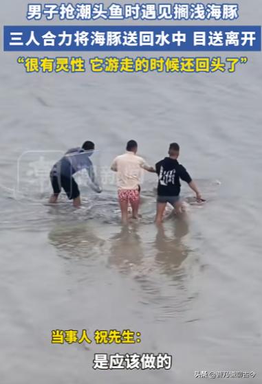 12月4日，一条海豚被搁浅在了钱塘江岸边，就在它奄奄一息的时候，被三位赶潮大哥及