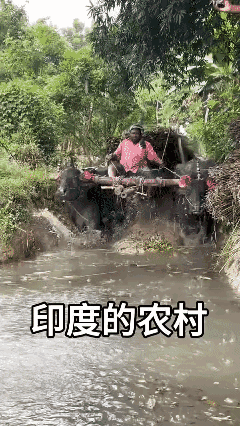 你竟敢让神牛🐂拉车 ？
😡😡😡