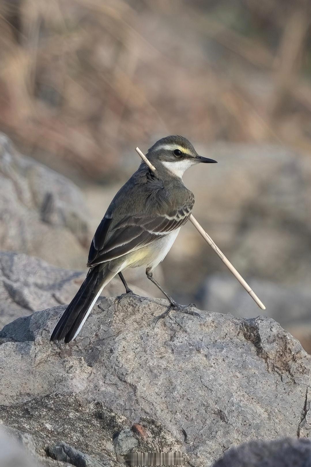 不知道这小鸟是被芦苇杆扎伤了还是单纯夹在翅膀下面？ 