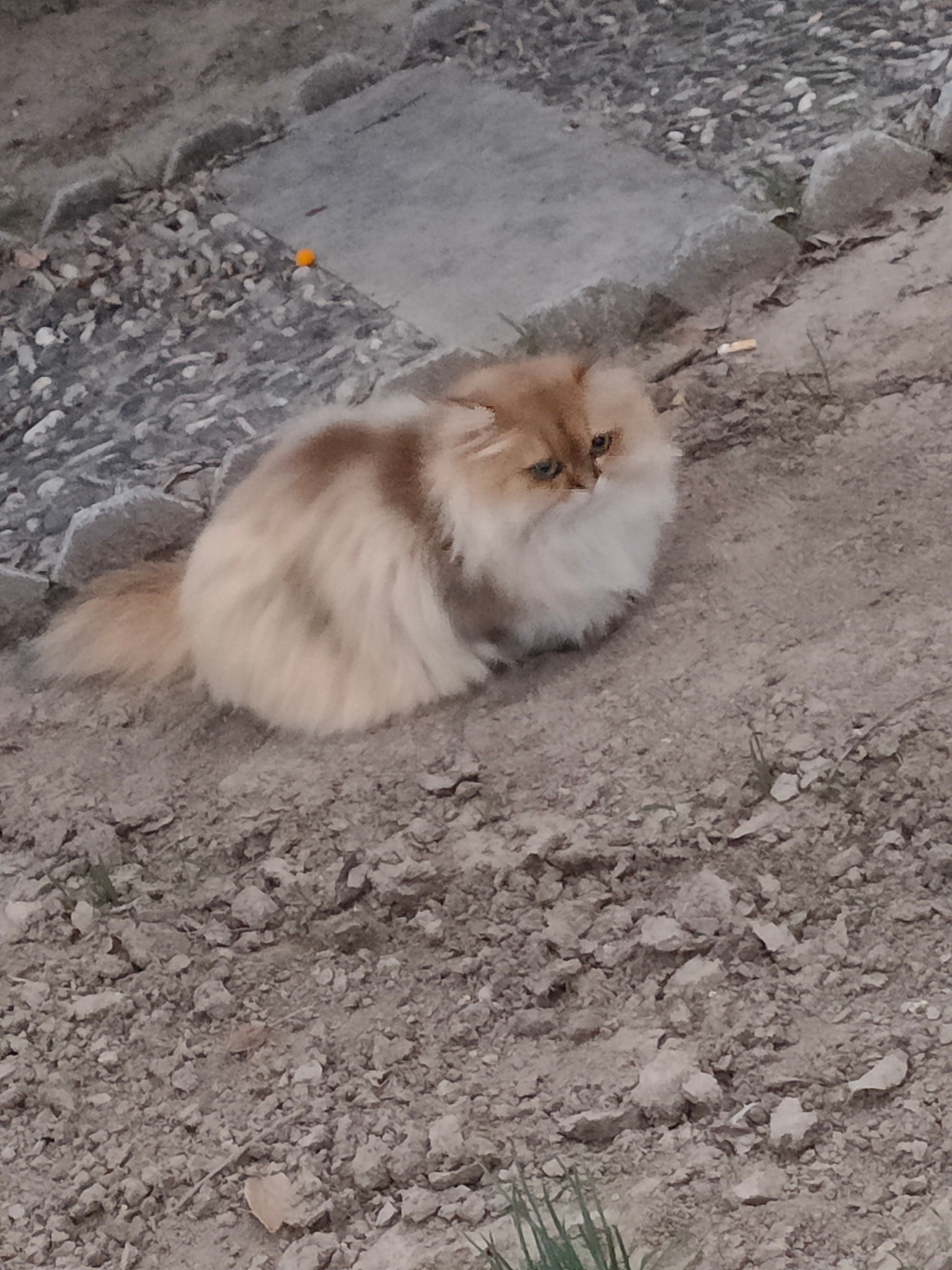 这个世界不能没有猫猫。太可爱了猫咪金渐层 ​​​