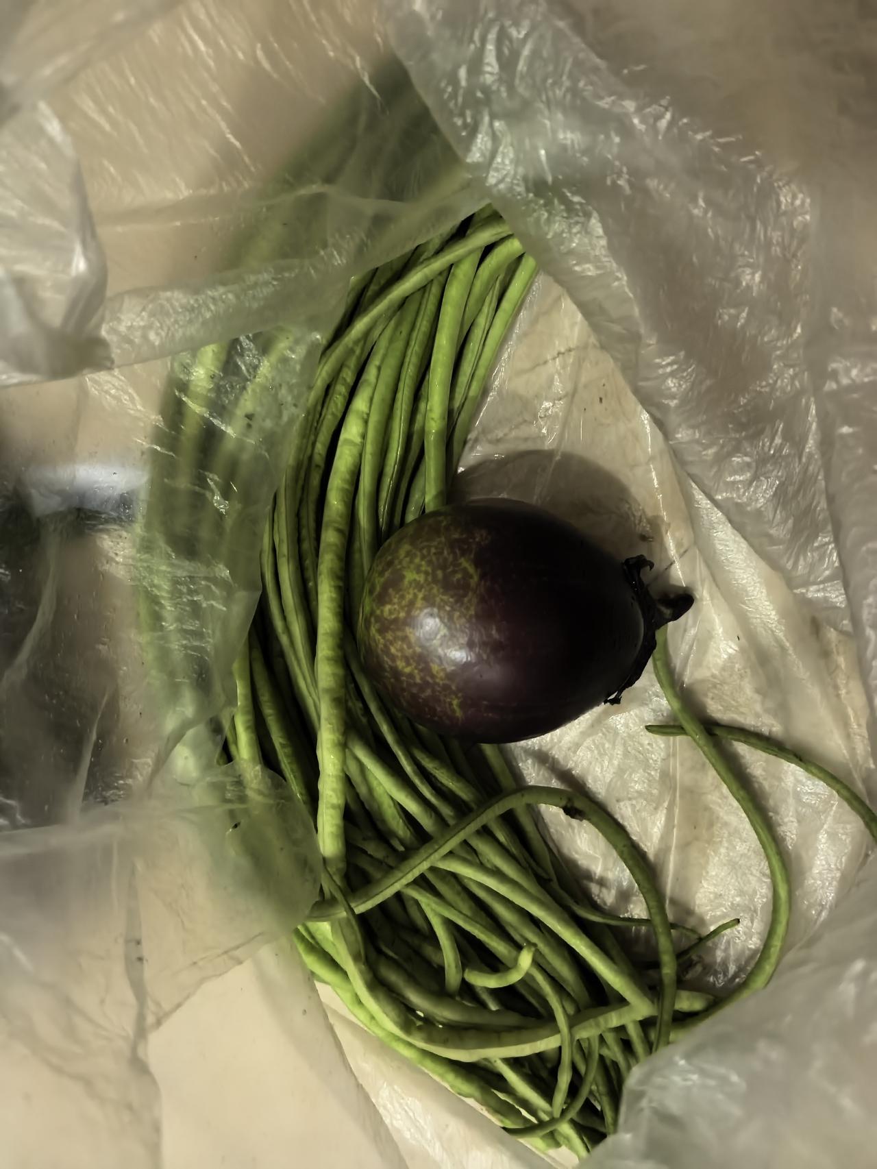 老家菜园里种了黄瓜、茄子、青椒、荆芥等蔬菜，只要一回去，就浇水、除草、捉虫子。昨