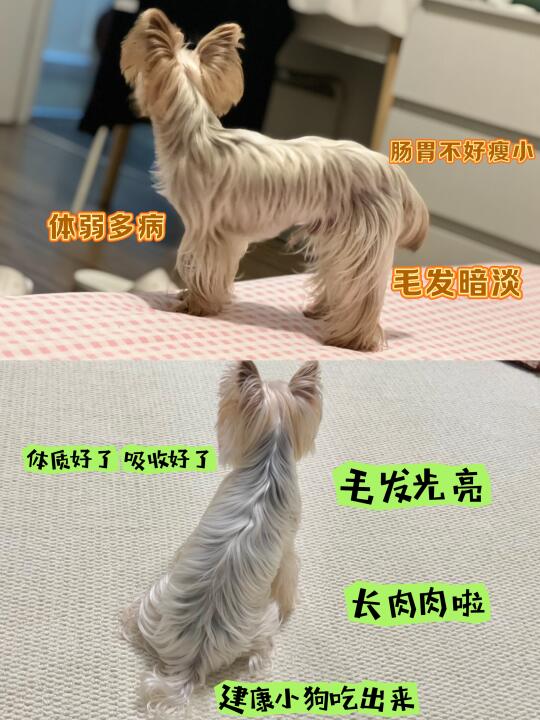🐾｜为什么给约克夏选百利无谷鸡小型犬狗粮~