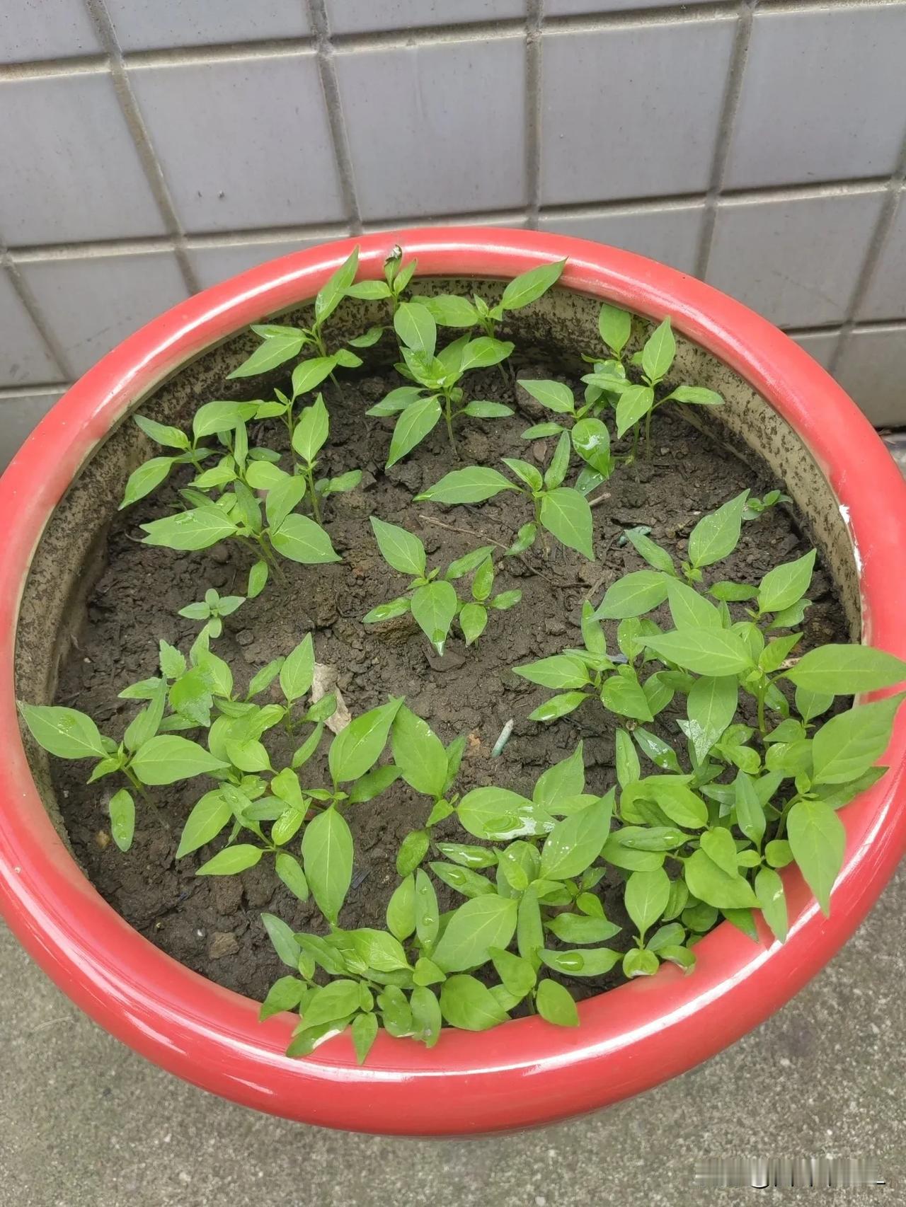 阳光下的辣椒苗，生机勃勃，茁壮成长！
