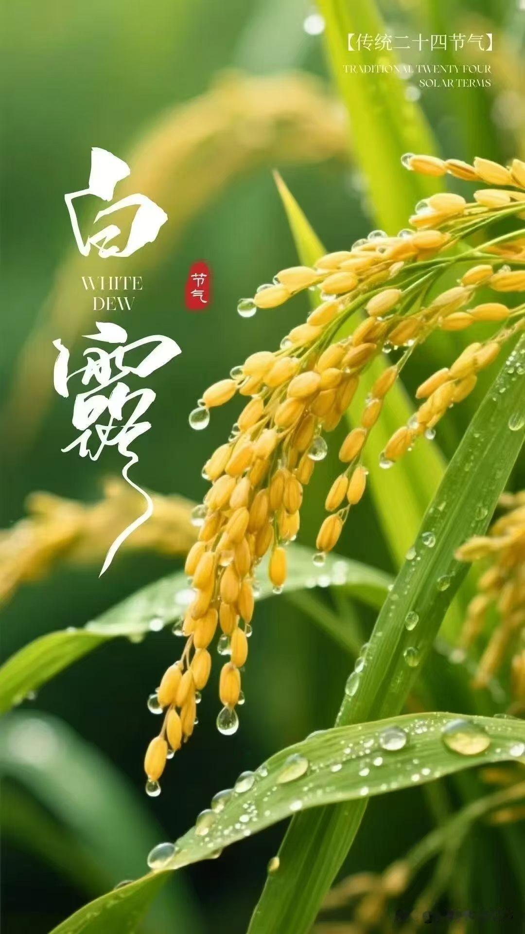 这首《七律·白露》以细腻笔触勾勒出一位警察在白露时节的守望与情怀，既有古典诗词的