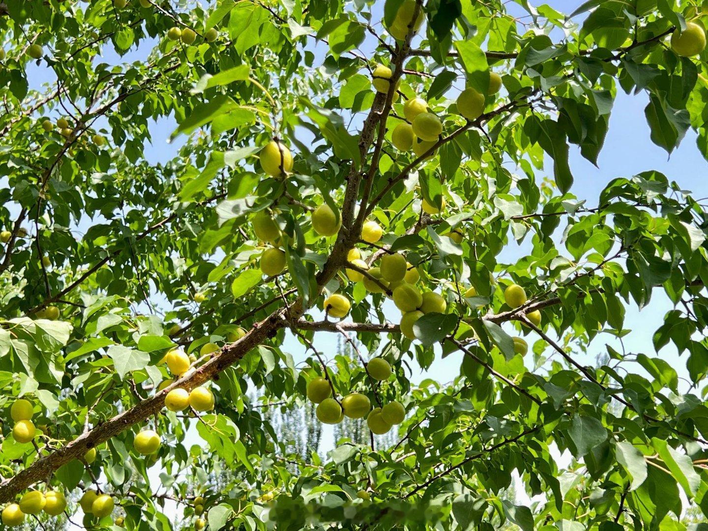 #新疆味道[超话]#🌱新疆轮台小白杏新疆轮台县的小白杏真是让人垂涎欲滴啊！这里