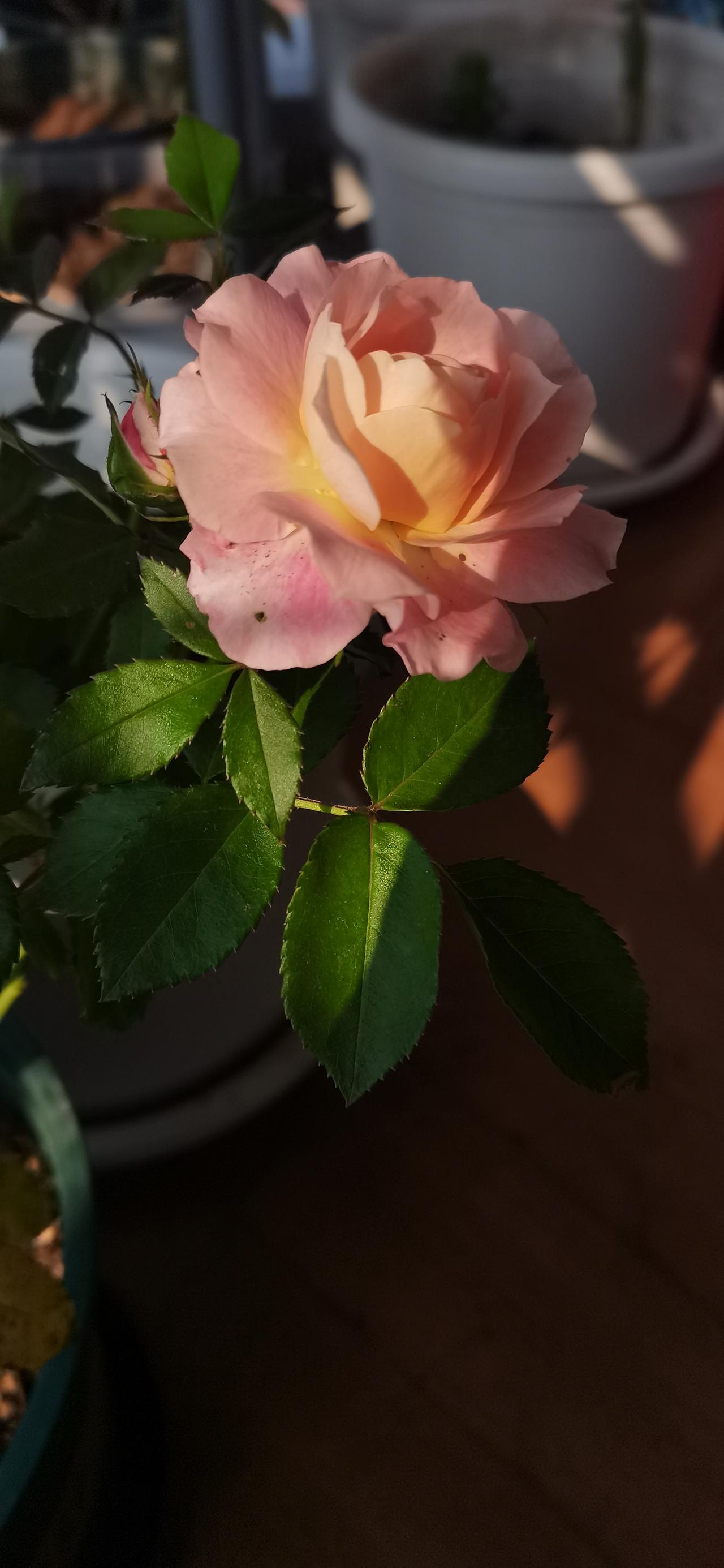 起床第一件事，就是满怀期待地跑到阳台，去见我的花花草草们。

我家是小区里唯一一