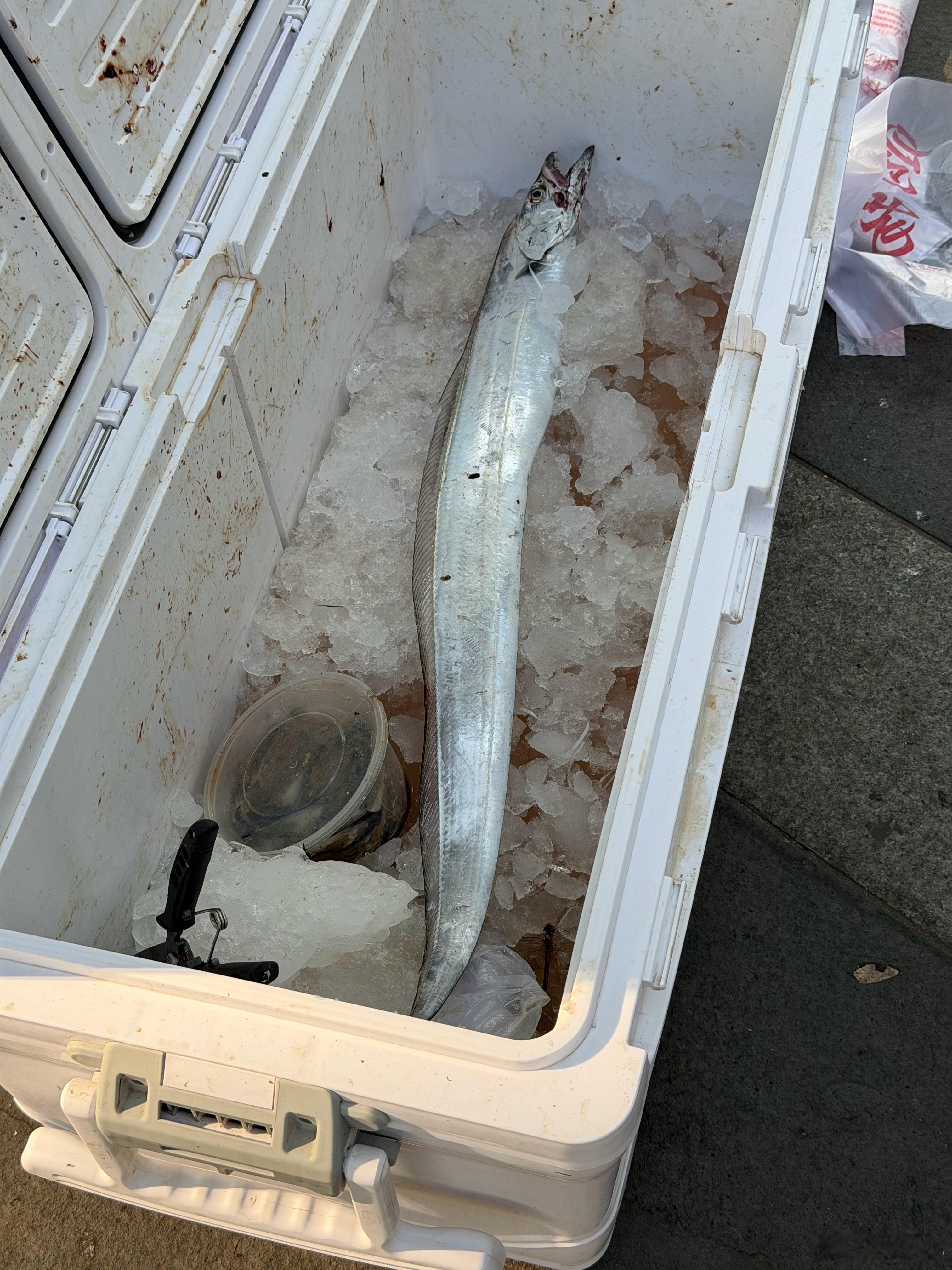 楼下大哥摆摊昨夜手钓的渤海刀这个目测4-5指宽可惜只有一根猜猜多少钱一斤？ 大连